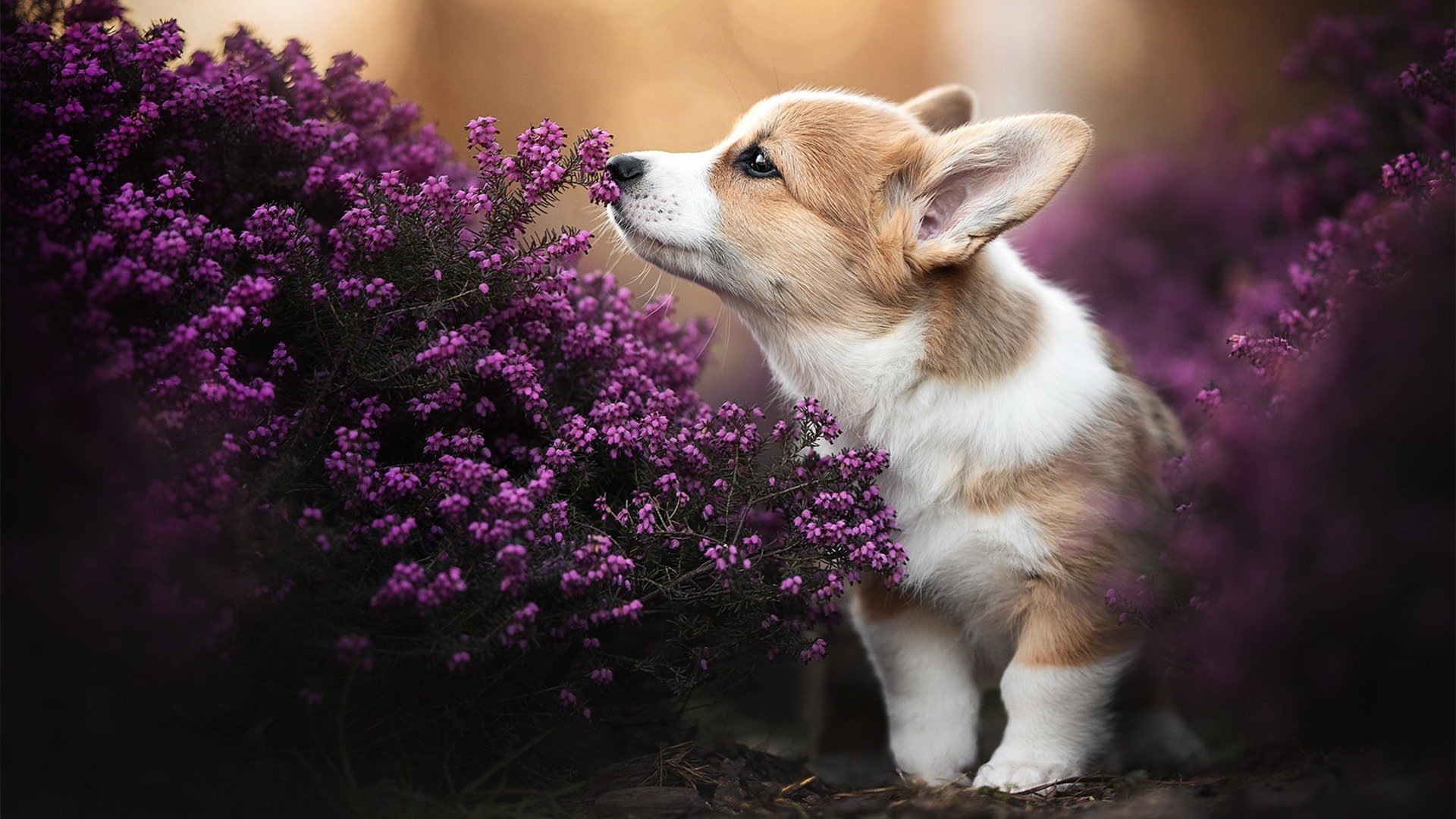 雷火电竞-电光火石间，那个被遗忘的名字改写了斯坦福桥的夜晚
