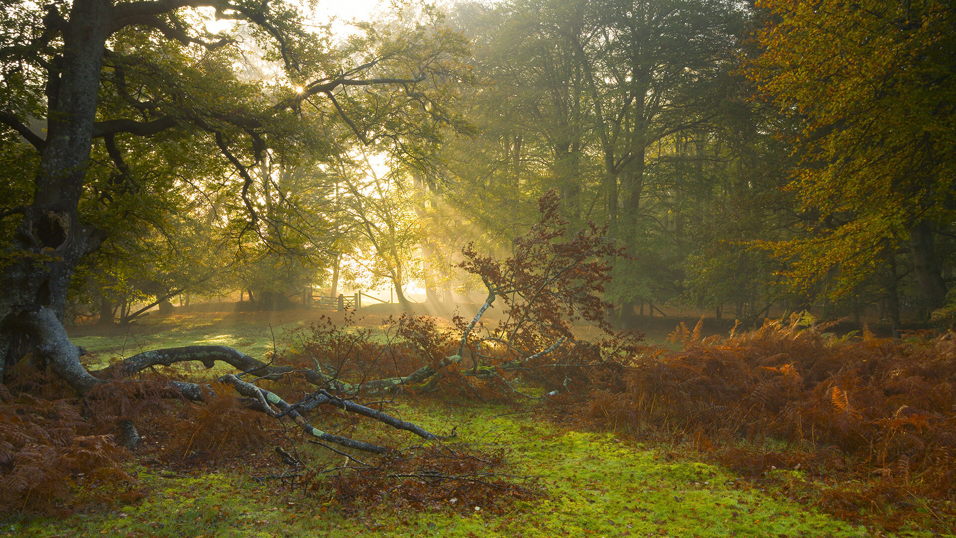雷火电竞主播-蜂狂终被破阵时，马克西扛起全队，上海队精准收割黄蜂