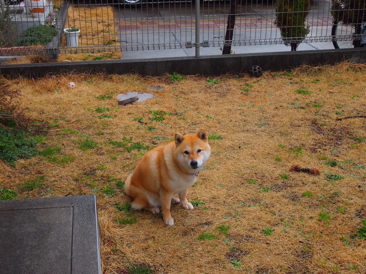 沙漠法则，当新疆驼铃压碎菲尼克斯太阳，西亚卡姆在绿洲独舞