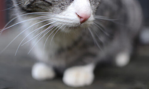 雷火电竞主播-莫兰特的脉搏，当个人节奏成为全队的呼吸—老鹰对阵马刺的战术诗篇