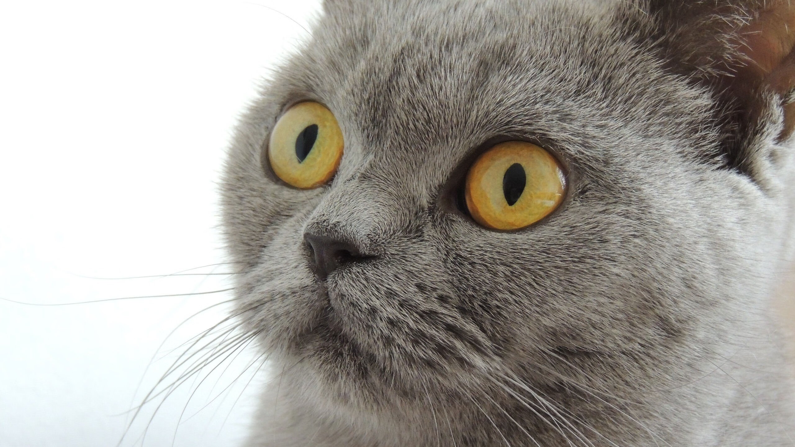 破局天王山!贝林厄姆一剑封喉,定义年度焦点之战的巨星剧本