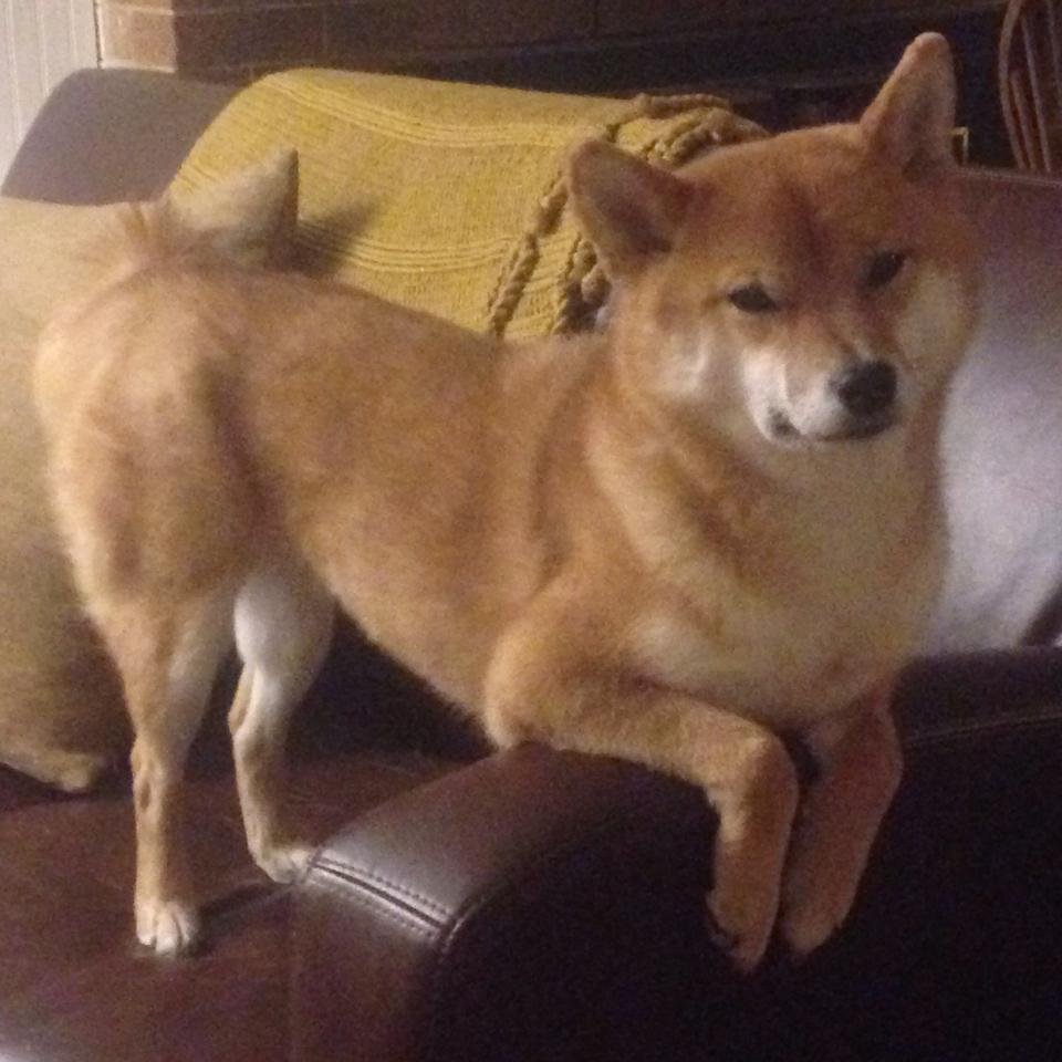 F1新赛季焦点战,墨西哥骆驼战术逆袭沙特沙漠,揭幕战上演豪车与骆驼的终极对决