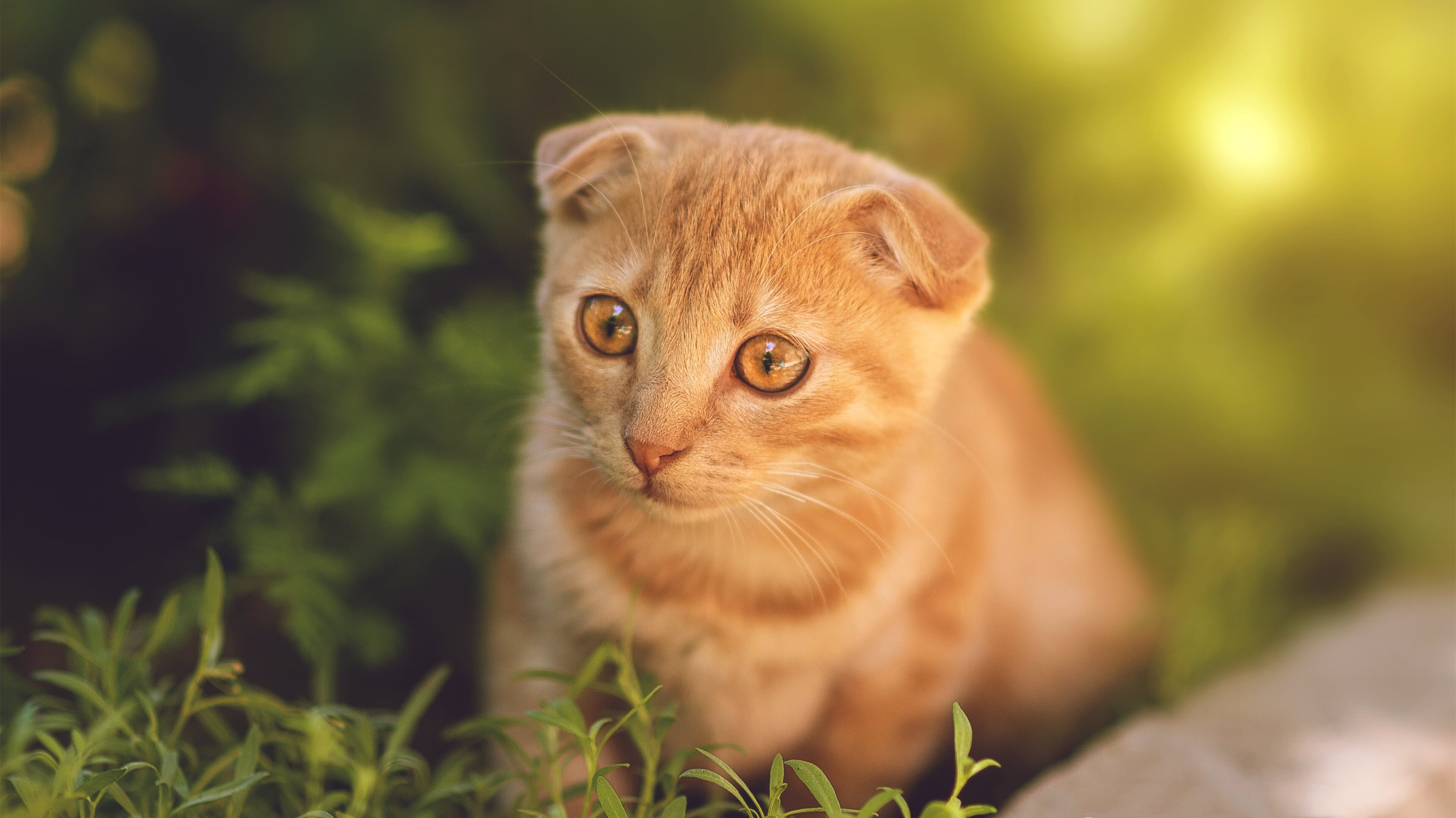 雷火电竞app-暴雨中的黄金弧线，托尼一锤定音，爱尔兰力克强敌巴拉圭