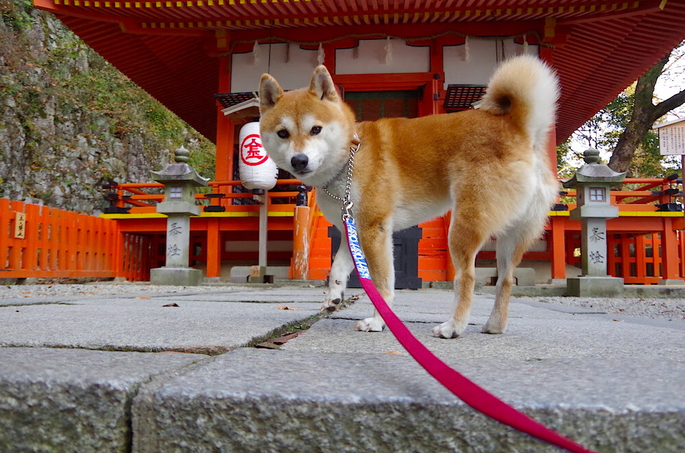 雷火电竞网址-防线异变，戈贝尔生涯之夜与老鹰速胜北京队的平行交叠