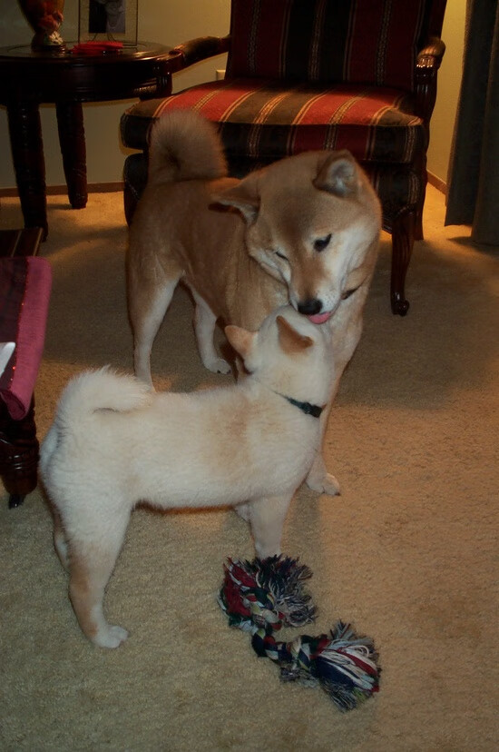 卢卡库，足球场上的英格兰队，专克澳大利亚式硬仗