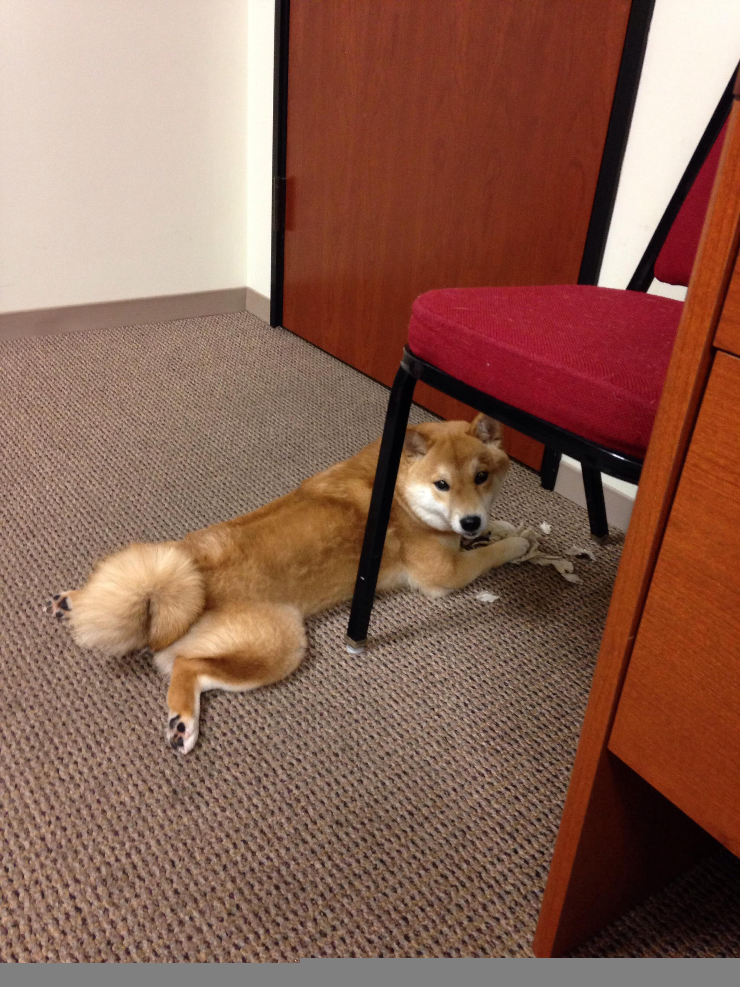 欧战风云，那不勒斯强势压制贝蒂斯，马丁内利西部决赛一战成名