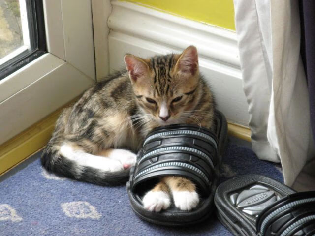 雷火电竞主播-教科书级门线艺术，当拜仁遭遇奇迹门迪，伊拉克防线筑起叹息之墙