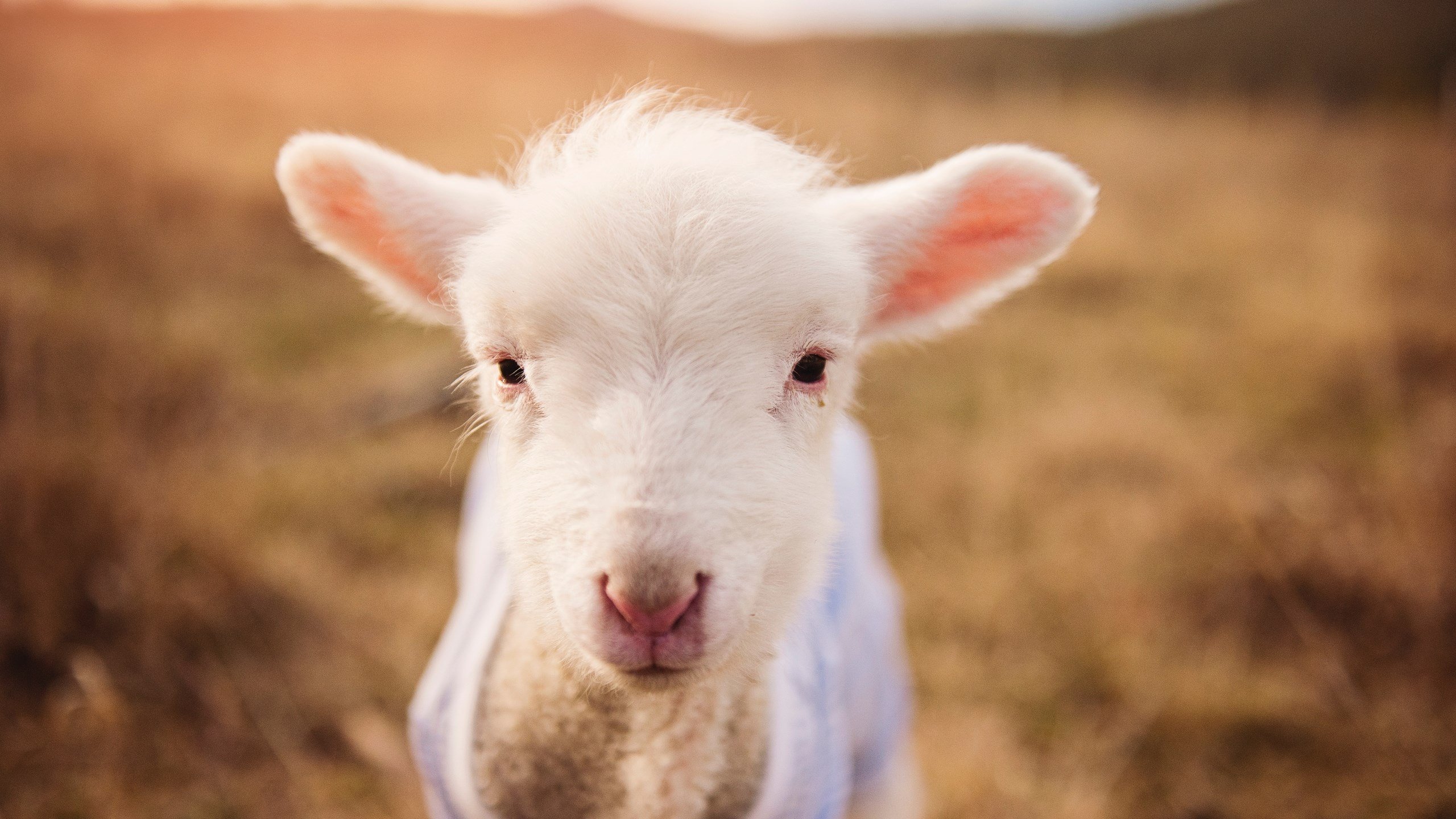 雷火电竞简介-坎特法则，奥运周期的隐秘钥匙与一场决定性的夜战